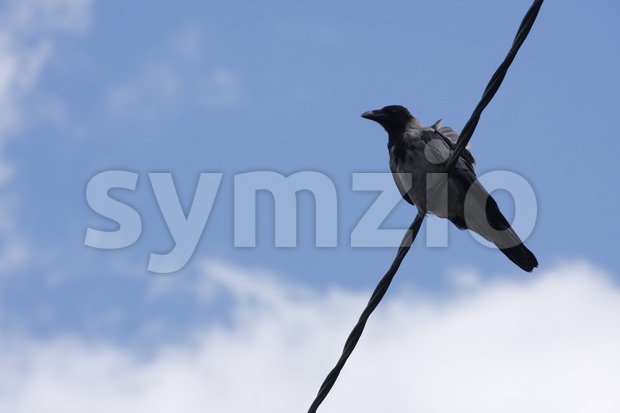A Hooded Crow on a wire, perfect for a background image