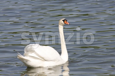 Swan in Töölönlahti Stock Photo