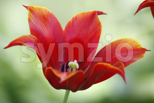 Red Tulip Stock Photo