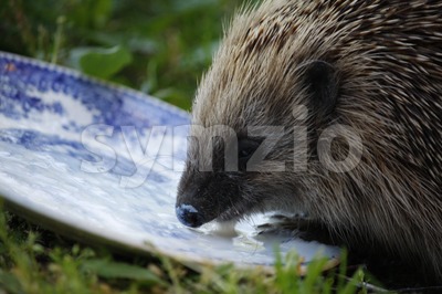 European Hedgehog Stock Photo