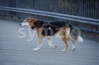 Dog Walking in the City Stock Photo