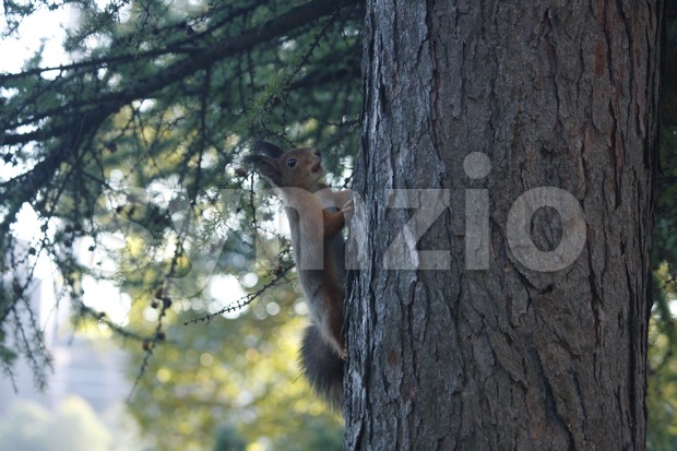 Red Squirrel Climbing on the Tree Stock Photo