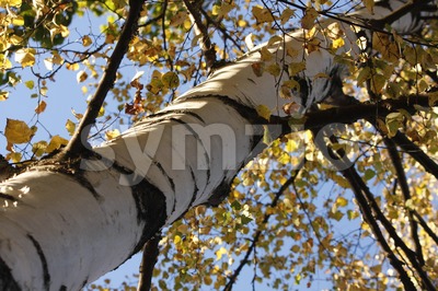 Birch Tree Stock Photo
