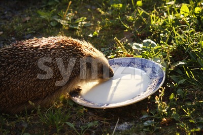 European Hedgehog Stock Photo