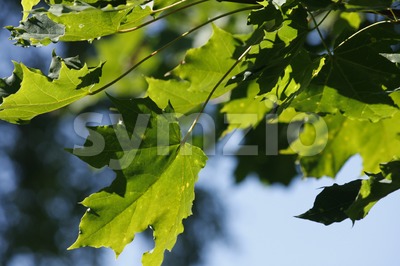 Maple Leaves Stock Photo