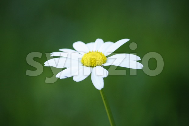 Beautiful white daisy flower with green background