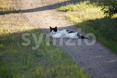 Cat Lying on the Road Stock Photo