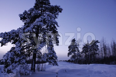 Scots Pine Winter Landscape Stock Photo