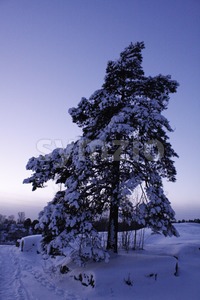 Scots Pine Winter Landscape Stock Photo