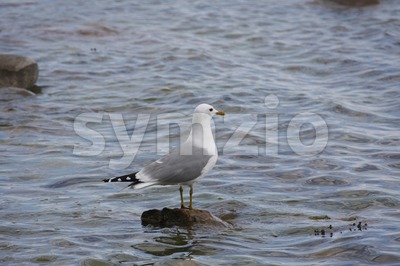 Common Gull Stock Photo