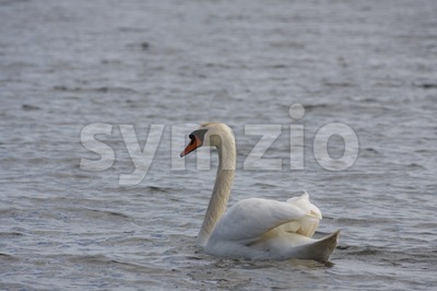 Swan Stock Photo