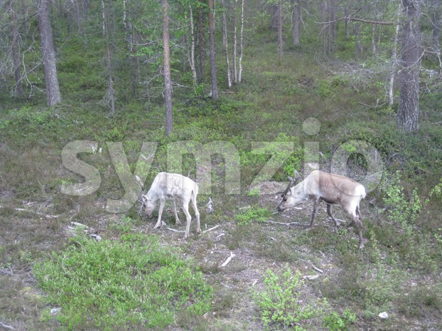 Reindeers in Finnish Lapland