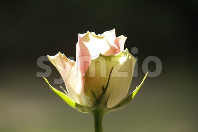 Light Pink Rose Stock Photo