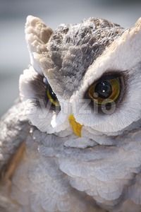 Owl's Glance Stock Photo