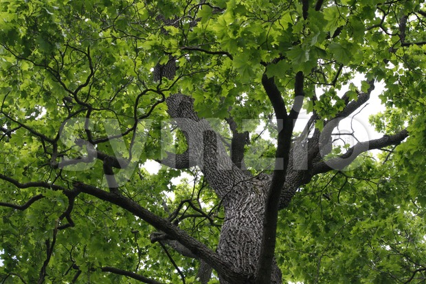 Maple Canopy Stock Photo