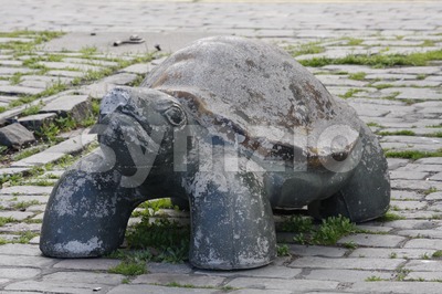 Turtle Roadblock Stock Photo