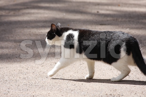 Cat Crossing a Road Stock Photo