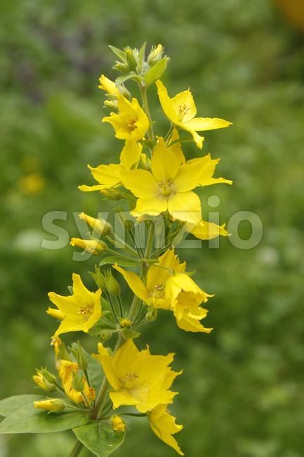 Yellow flower on a green background