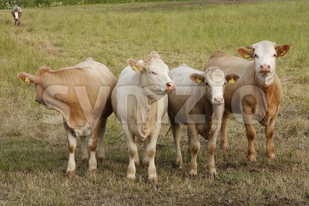 Cows on the Field Stock Photo