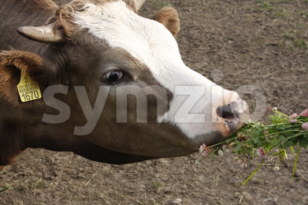 Cow eating clovers in Finnish countryside