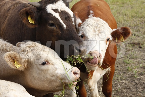 Three Cows Eating Clovers Stock Photo