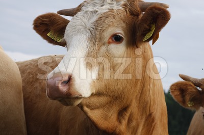 Cow on Farmland Stock Photo