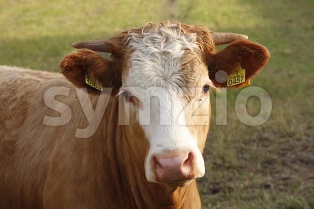Cow on the Field Stock Photo