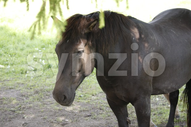 Horse Stock Photo