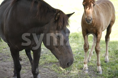 Horses on a Field Stock Photo